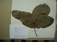 Herbarium sample